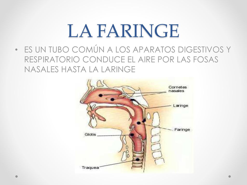LA FARINGE ES UN TUBO COMÚN A LOS APARATOS DIGESTIVOS Y RESPIRATORIO CONDUCE EL AIRE POR LAS FOSAS NASALES HASTA LA LARINGE.