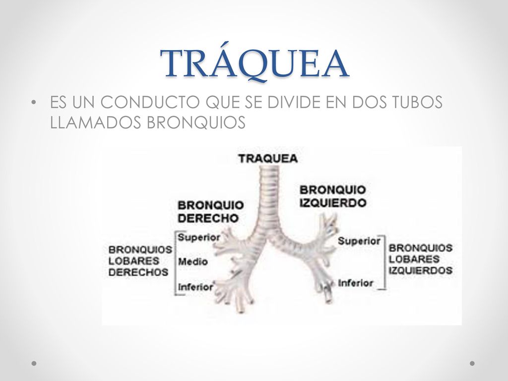 TRÁQUEA ES UN CONDUCTO QUE SE DIVIDE EN DOS TUBOS LLAMADOS BRONQUIOS
