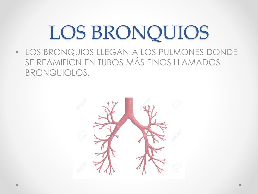 LOS BRONQUIOS LOS BRONQUIOS LLEGAN A LOS PULMONES DONDE SE REAMIFICN EN TUBOS MÁS FINOS LLAMADOS BRONQUIOLOS.