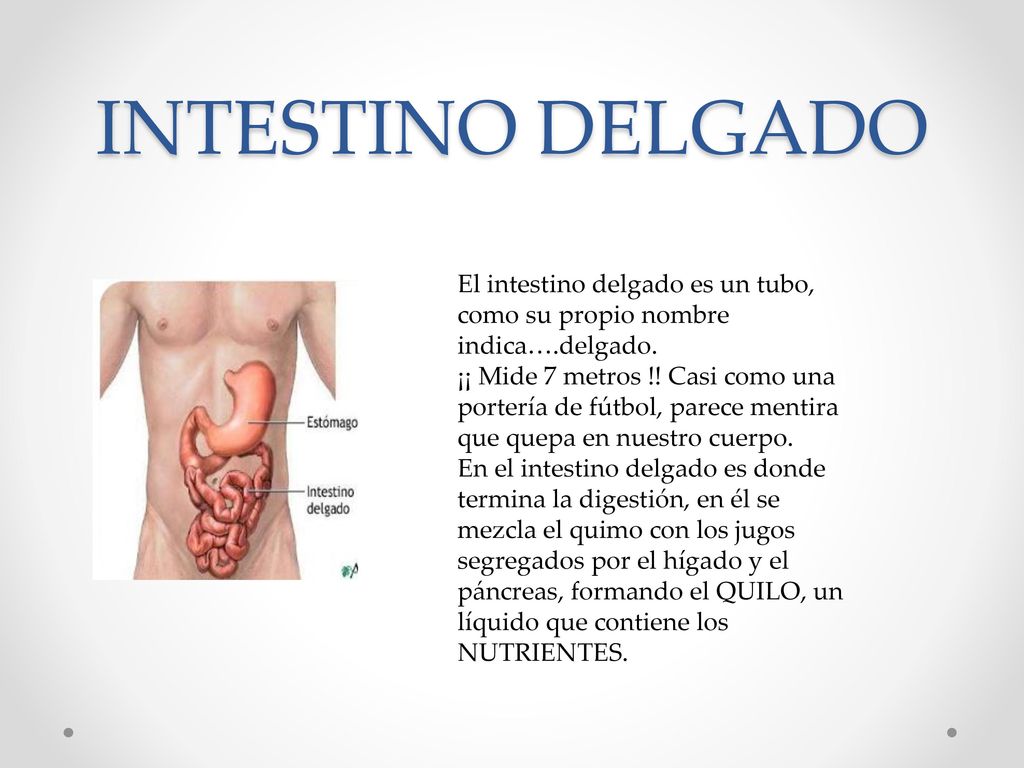 INTESTINO DELGADO El intestino delgado es un tubo, como su propio nombre indica….delgado.