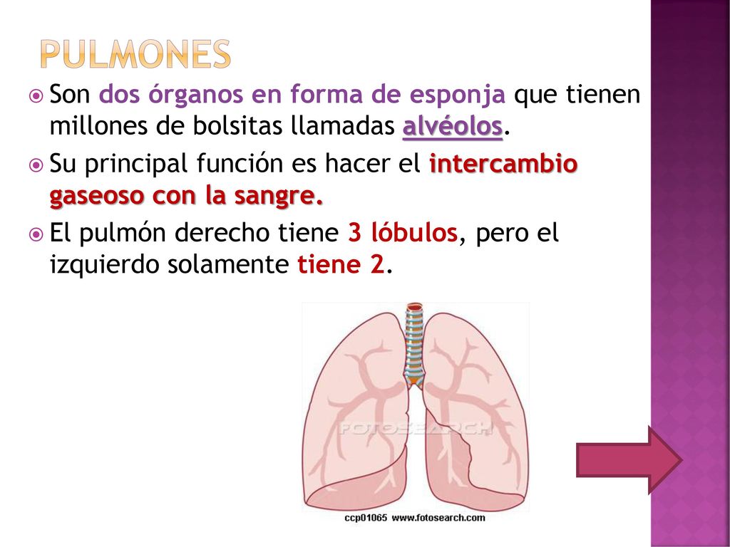 pulmones Son dos órganos en forma de esponja que tienen millones de bolsitas llamadas alvéolos.