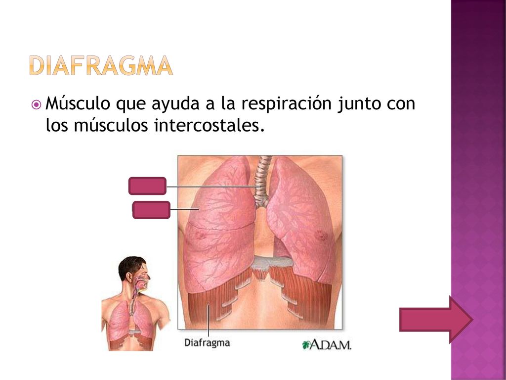 diafragma Músculo que ayuda a la respiración junto con los músculos intercostales.