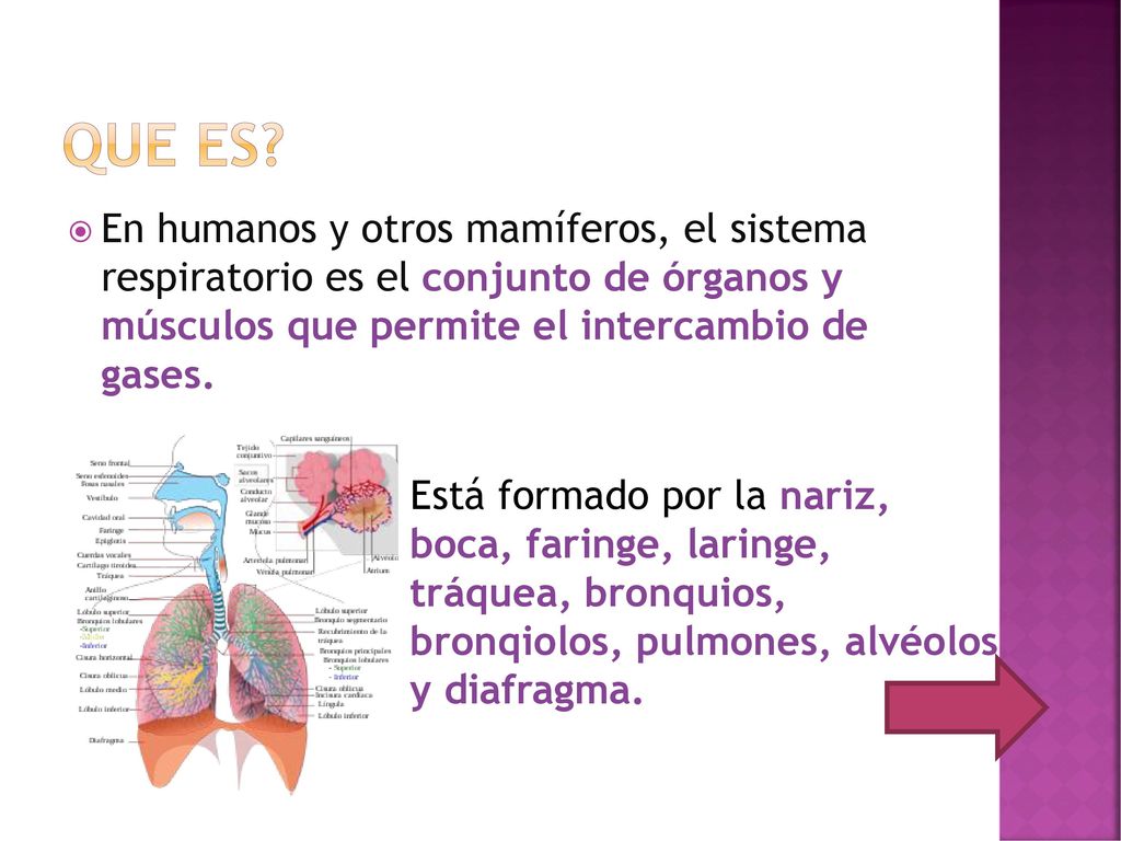 Que es En humanos y otros mamíferos, el sistema respiratorio es el conjunto de órganos y músculos que permite el intercambio de gases.