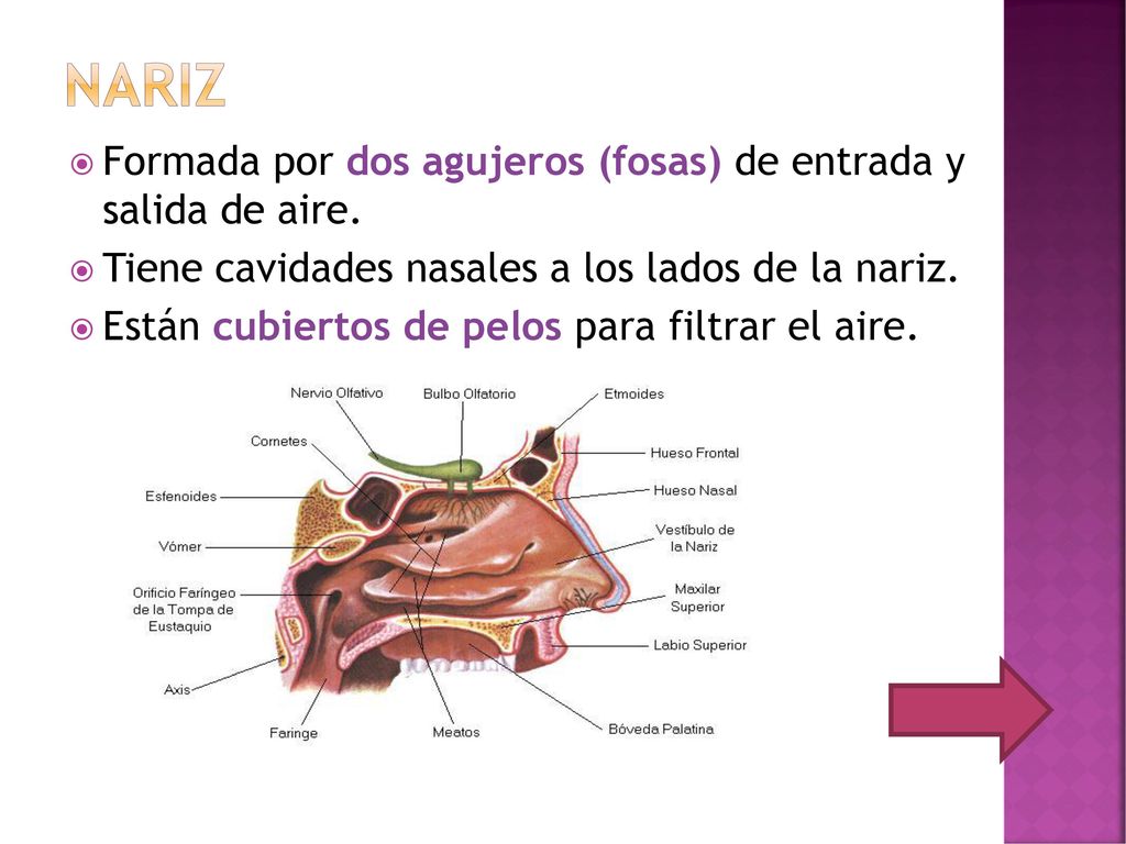 Nariz Formada por dos agujeros (fosas) de entrada y salida de aire.