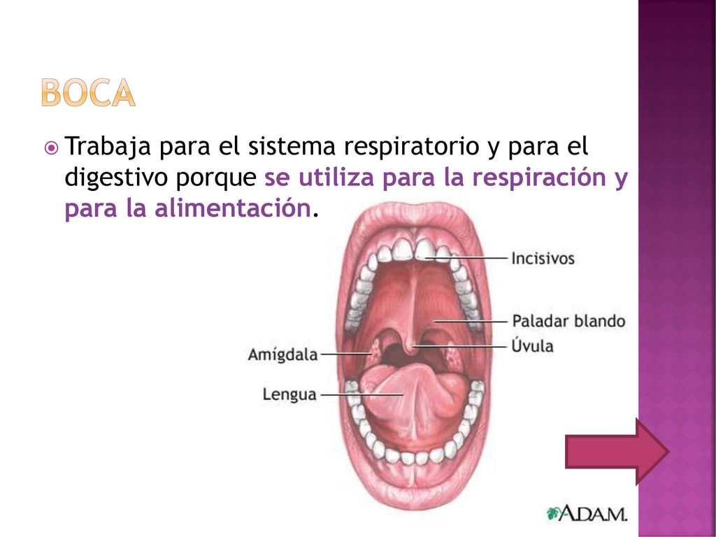 boca Trabaja para el sistema respiratorio y para el digestivo porque se utiliza para la respiración y para la alimentación.