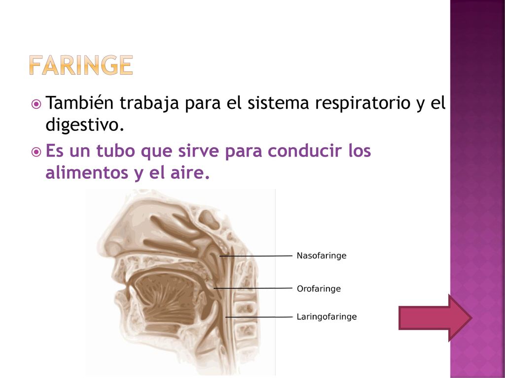 faringe También trabaja para el sistema respiratorio y el digestivo.