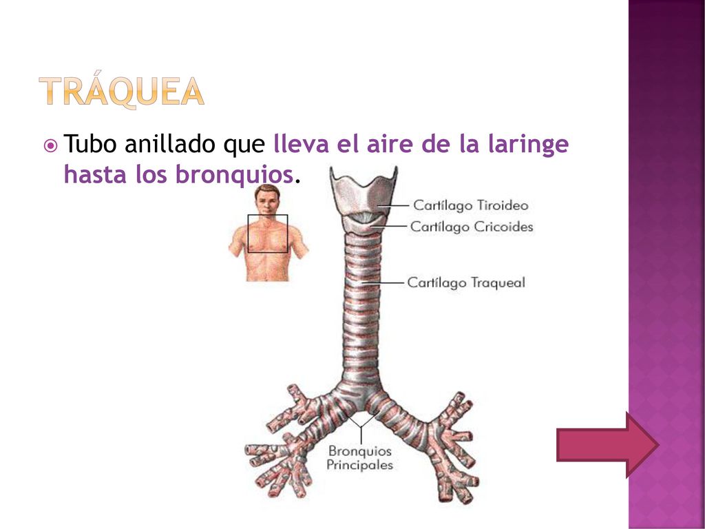 Tráquea Tubo anillado que lleva el aire de la laringe hasta los bronquios.