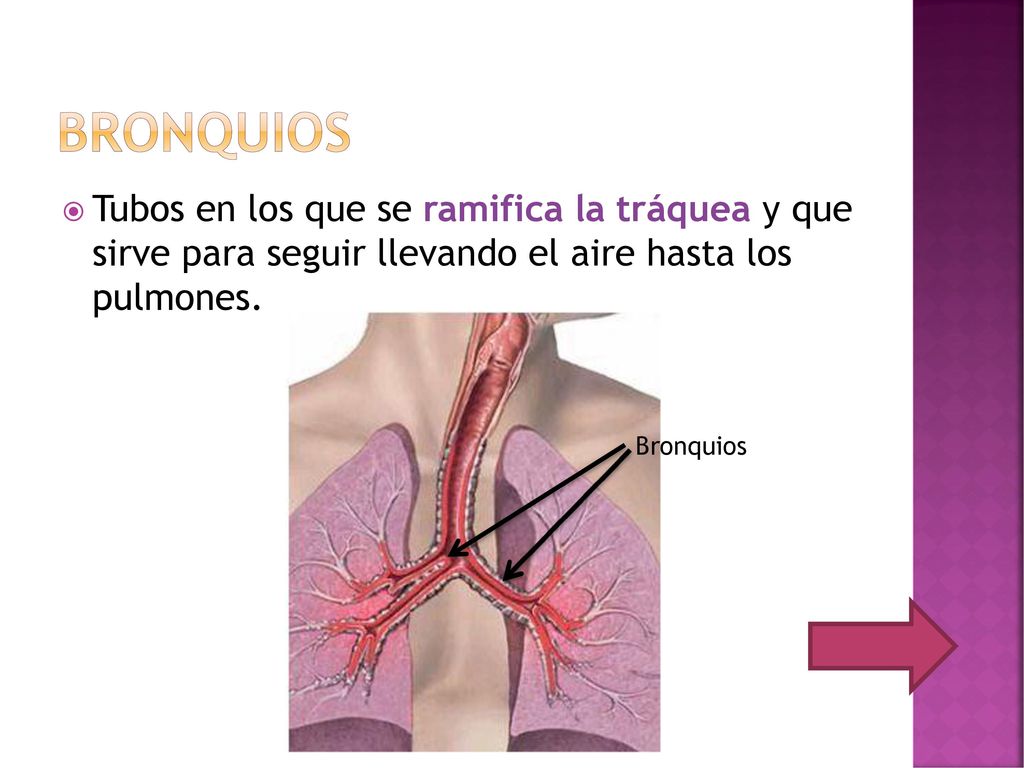 bronquios Tubos en los que se ramifica la tráquea y que sirve para seguir llevando el aire hasta los pulmones.