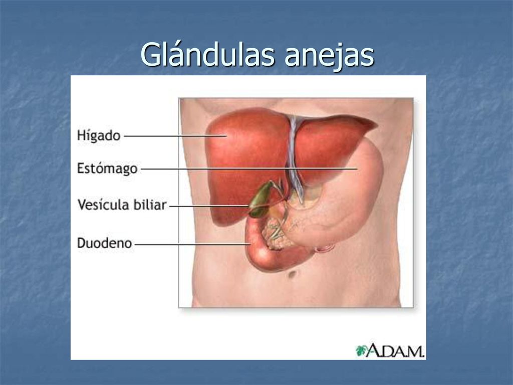 Glándulas anejas