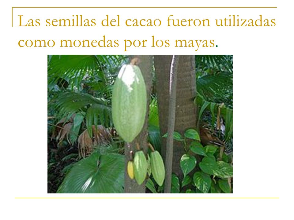 Las semillas del cacao fueron utilizadas como monedas por los mayas.