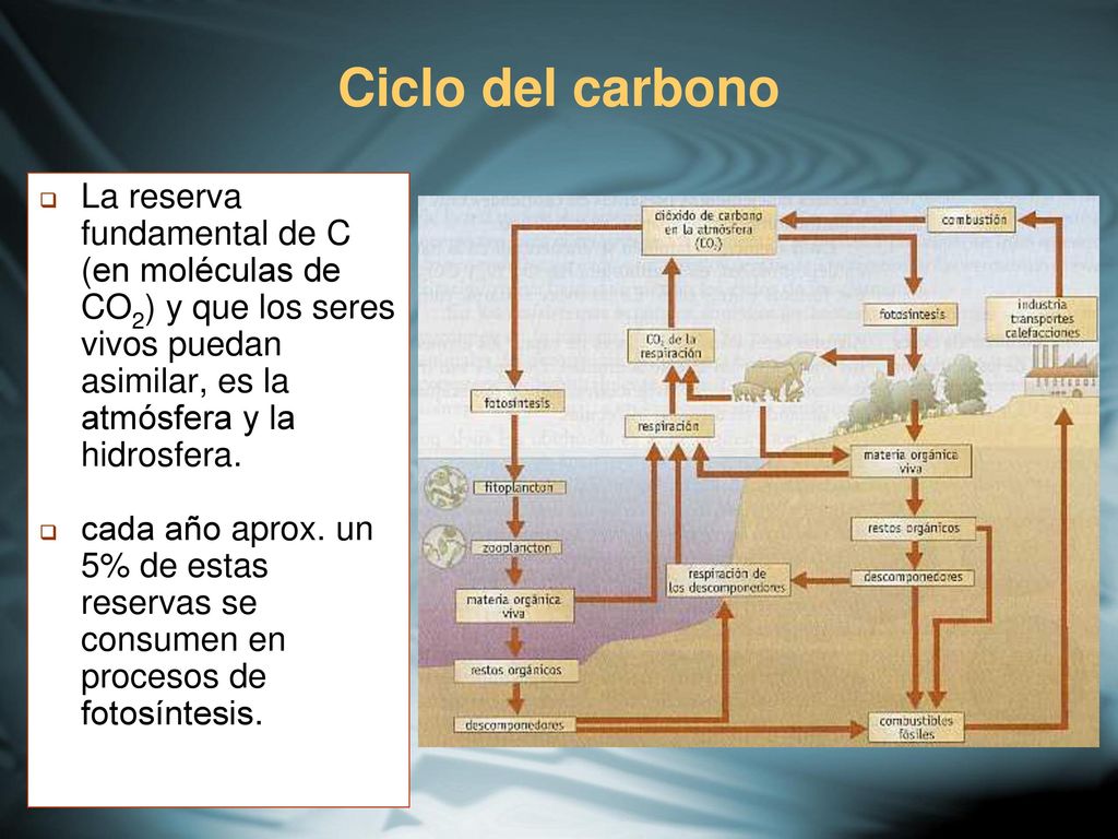 Ciclo del carbono La reserva fundamental de C (en moléculas de CO2) y que los seres vivos puedan asimilar, es la atmósfera y la hidrosfera.