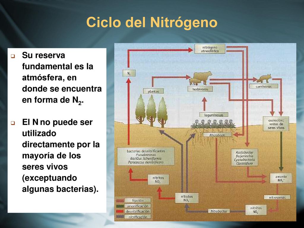 Ciclo del Nitrógeno Su reserva fundamental es la atmósfera, en donde se encuentra en forma de N2.