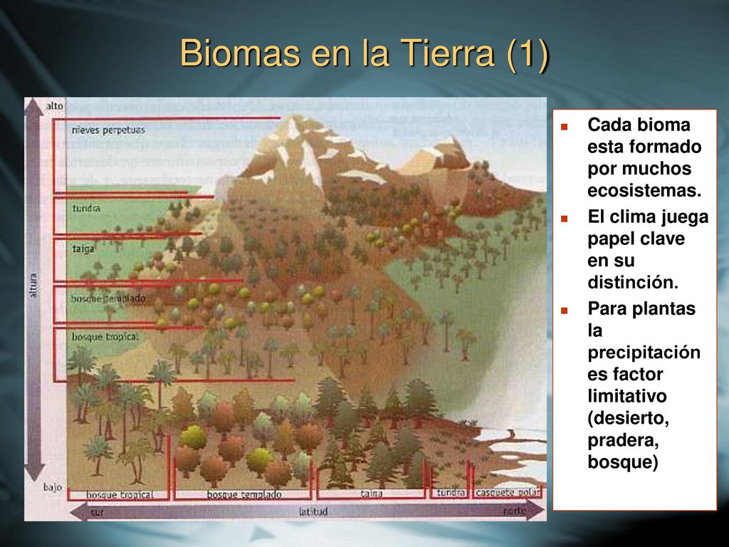 Biomas en la Tierra (1) Cada bioma esta formado por muchos ecosistemas. El clima juega papel clave en su distinción.