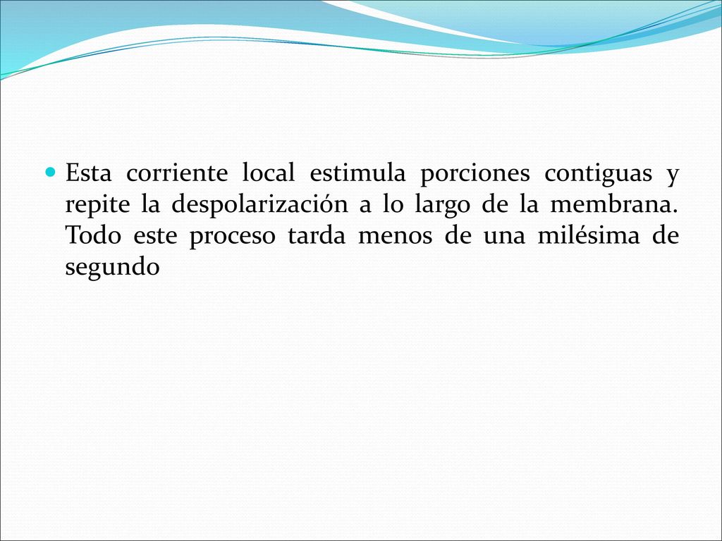Esta corriente local estimula porciones contiguas y repite la despolarización a lo largo de la membrana.