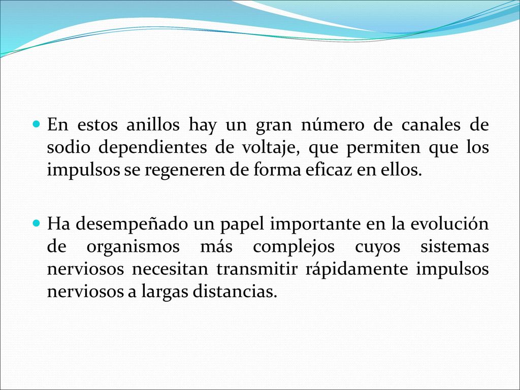 En estos anillos hay un gran número de canales de sodio dependientes de voltaje, que permiten que los impulsos se regeneren de forma eficaz en ellos.
