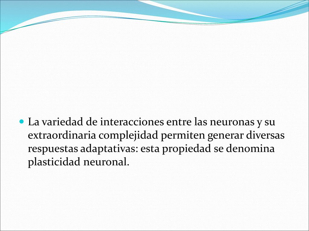 La variedad de interacciones entre las neuronas y su extraordinaria complejidad permiten generar diversas respuestas adaptativas: esta propiedad se denomina plasticidad neuronal.