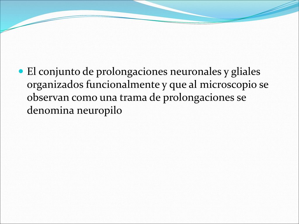 El conjunto de prolongaciones neuronales y gliales organizados funcionalmente y que al microscopio se observan como una trama de prolongaciones se denomina neuropilo