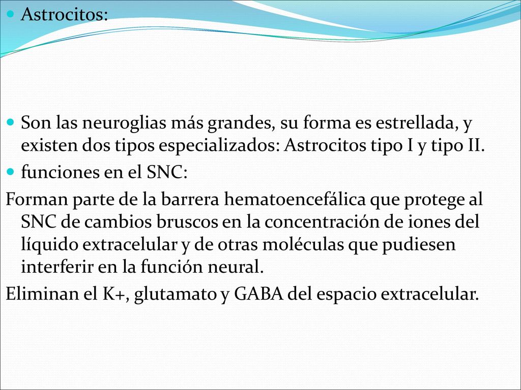 Astrocitos: Son las neuroglias más grandes, su forma es estrellada, y existen dos tipos especializados: Astrocitos tipo I y tipo II.