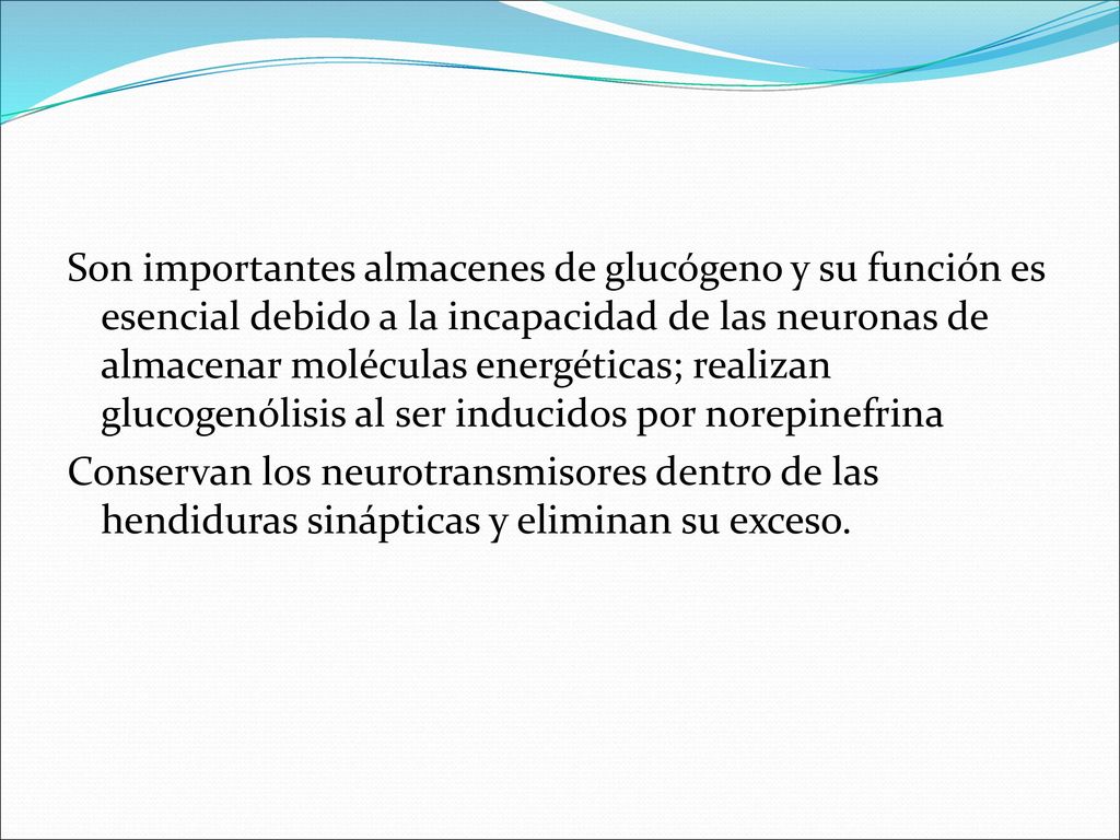 Son importantes almacenes de glucógeno y su función es esencial debido a la incapacidad de las neuronas de almacenar moléculas energéticas; realizan glucogenólisis al ser inducidos por norepinefrina