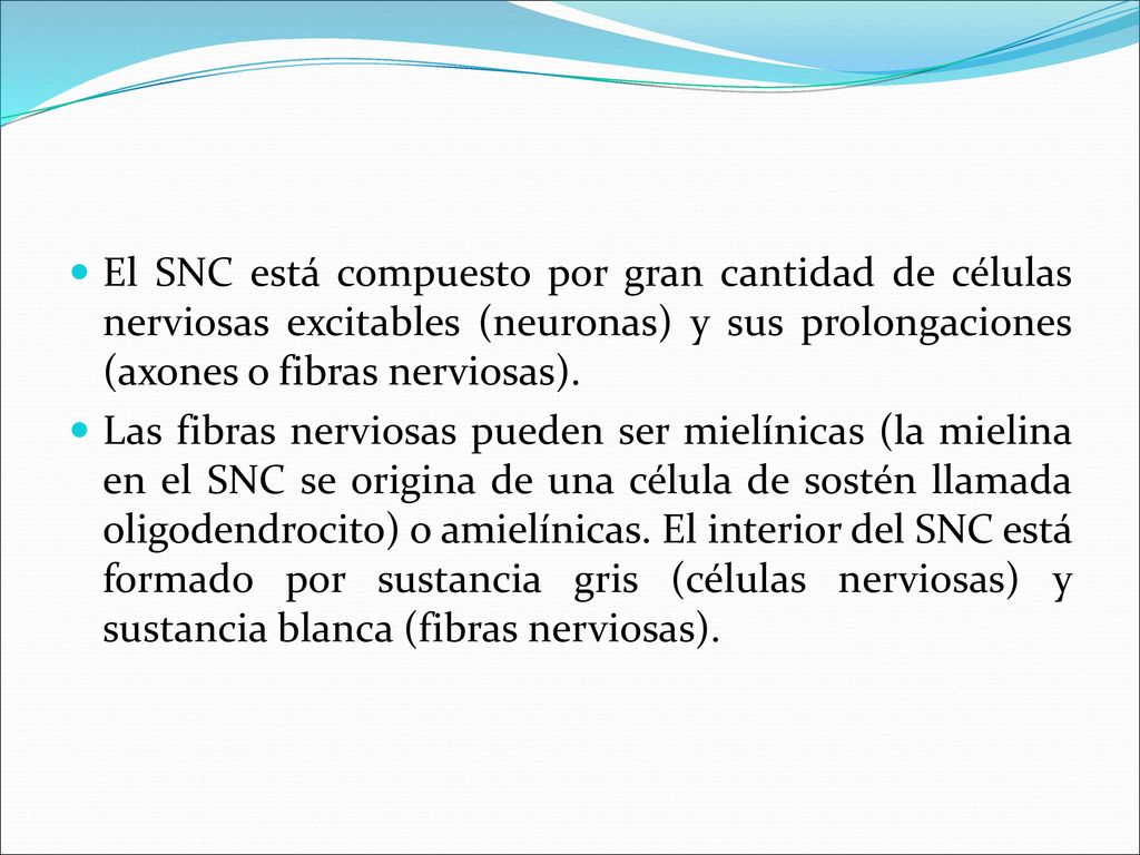 El SNC está compuesto por gran cantidad de células nerviosas excitables (neuronas) y sus prolongaciones (axones o fibras nerviosas).