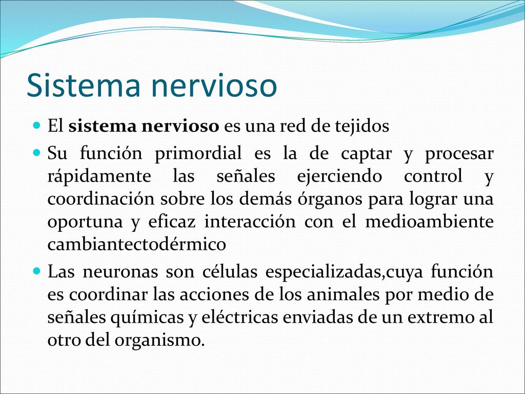 Sistema nervioso El sistema nervioso es una red de tejidos