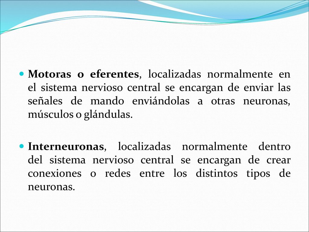 Motoras o eferentes, localizadas normalmente en el sistema nervioso central se encargan de enviar las señales de mando enviándolas a otras neuronas, músculos o glándulas.