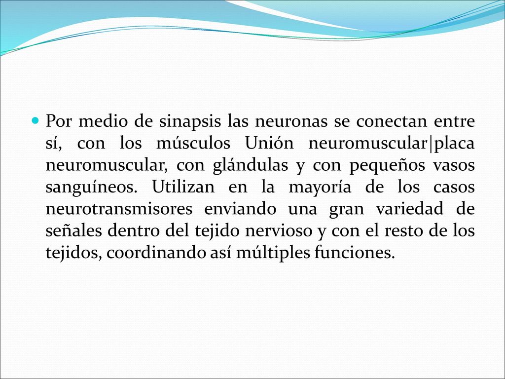 Por medio de sinapsis las neuronas se conectan entre sí, con los músculos Unión neuromuscular|placa neuromuscular, con glándulas y con pequeños vasos sanguíneos.