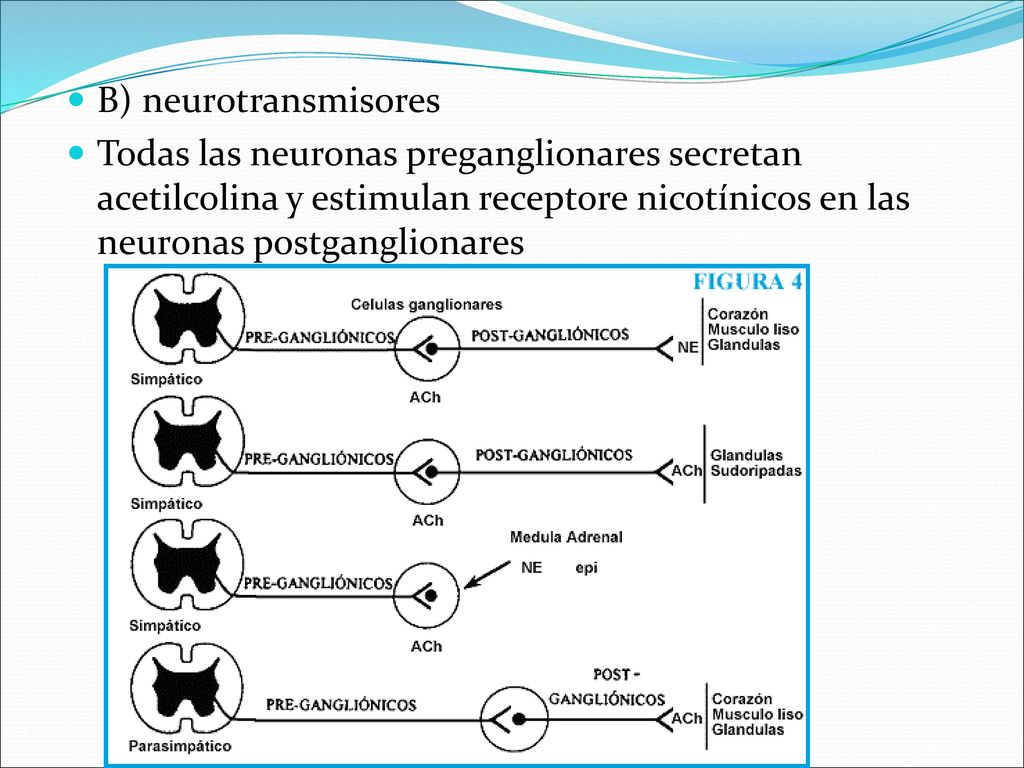 B) neurotransmisores Todas las neuronas preganglionares secretan acetilcolina y estimulan receptore nicotínicos en las neuronas postganglionares.