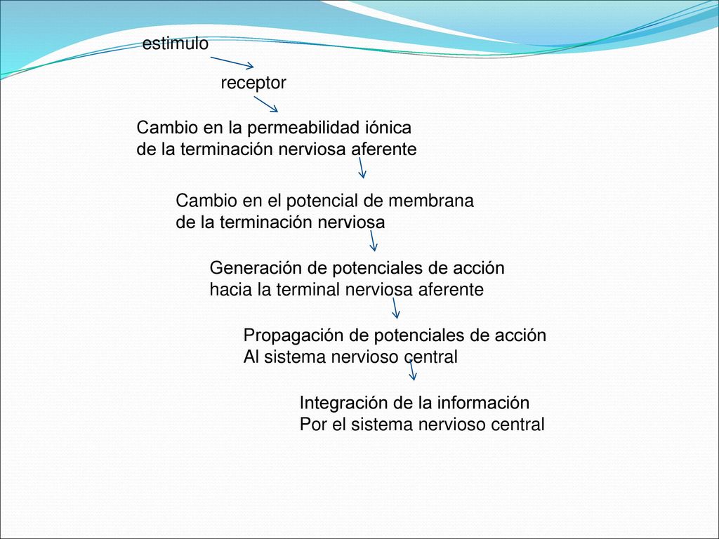 estimulo receptor. Cambio en la permeabilidad iónica. de la terminación nerviosa aferente. Cambio en el potencial de membrana.