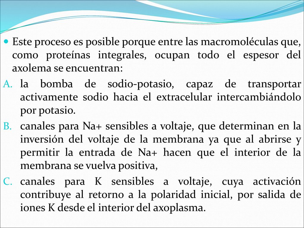 Este proceso es posible porque entre las macromoléculas que, como proteínas integrales, ocupan todo el espesor del axolema se encuentran: