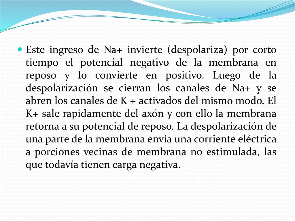 Este ingreso de Na+ invierte (despolariza) por corto tiempo el potencial negativo de la membrana en reposo y lo convierte en positivo.