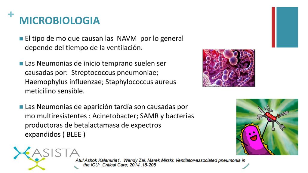 MICROBIOLOGIA El tipo de mo que causan las NAVM por lo general depende del tiempo de la ventilación.