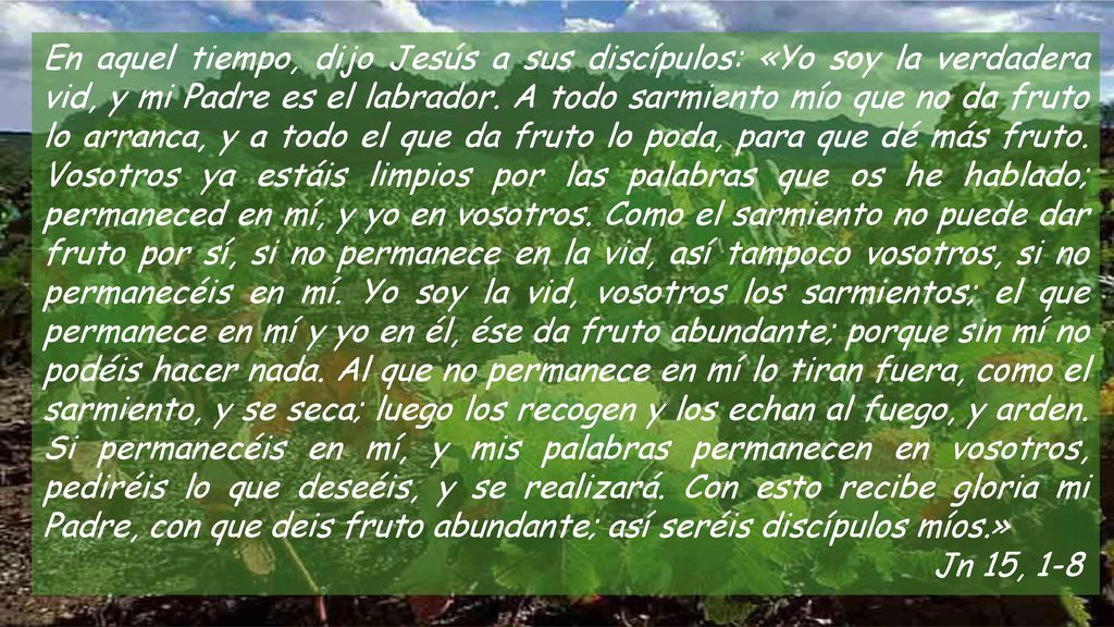 En aquel tiempo, dijo Jesús a sus discípulos: «Yo soy la verdadera vid, y mi Padre es el labrador. A todo sarmiento mío que no da fruto lo arranca, y a todo el que da fruto lo poda, para que dé más fruto. Vosotros ya estáis limpios por las palabras que os he hablado; permaneced en mí, y yo en vosotros. Como el sarmiento no puede dar fruto por sí, si no permanece en la vid, así tampoco vosotros, si no permanecéis en mí. Yo soy la vid, vosotros los sarmientos; el que permanece en mí y yo en él, ése da fruto abundante; porque sin mí no podéis hacer nada. Al que no permanece en mí lo tiran fuera, como el sarmiento, y se seca; luego los recogen y los echan al fuego, y arden. Si permanecéis en mí, y mis palabras permanecen en vosotros, pediréis lo que deseéis, y se realizará. Con esto recibe gloria mi Padre, con que deis fruto abundante; así seréis discípulos míos.»