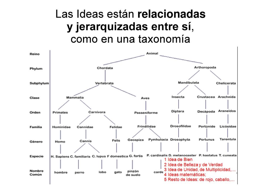 Las Ideas están relacionadas y jerarquizadas entre sí, como en una taxonomía