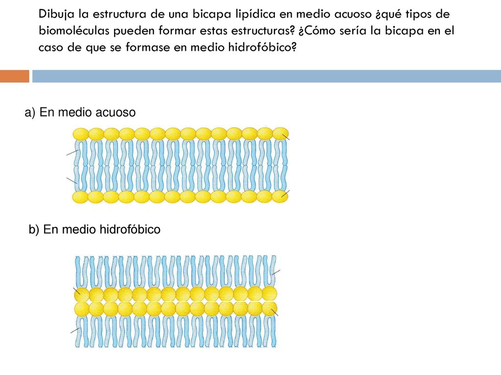 Dibuja la estructura de una bicapa lipídica en medio acuoso ¿qué tipos de biomoléculas pueden formar estas estructuras ¿Cómo sería la bicapa en el caso de que se formase en medio hidrofóbico