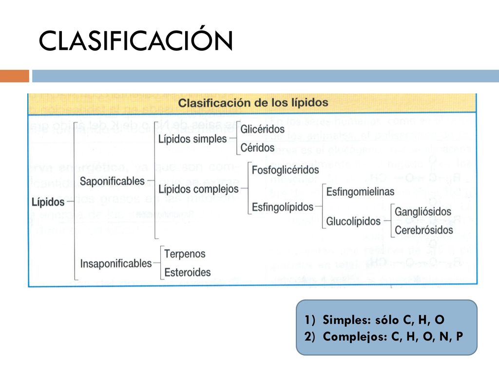 CLASIFICACIÓN Simples: sólo C, H, O Complejos: C, H, O, N, P