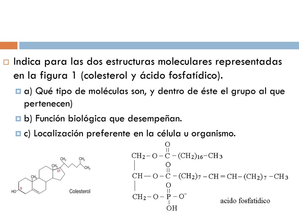 Indica para las dos estructuras moleculares representadas en la figura 1 (colesterol y ácido fosfatídico).