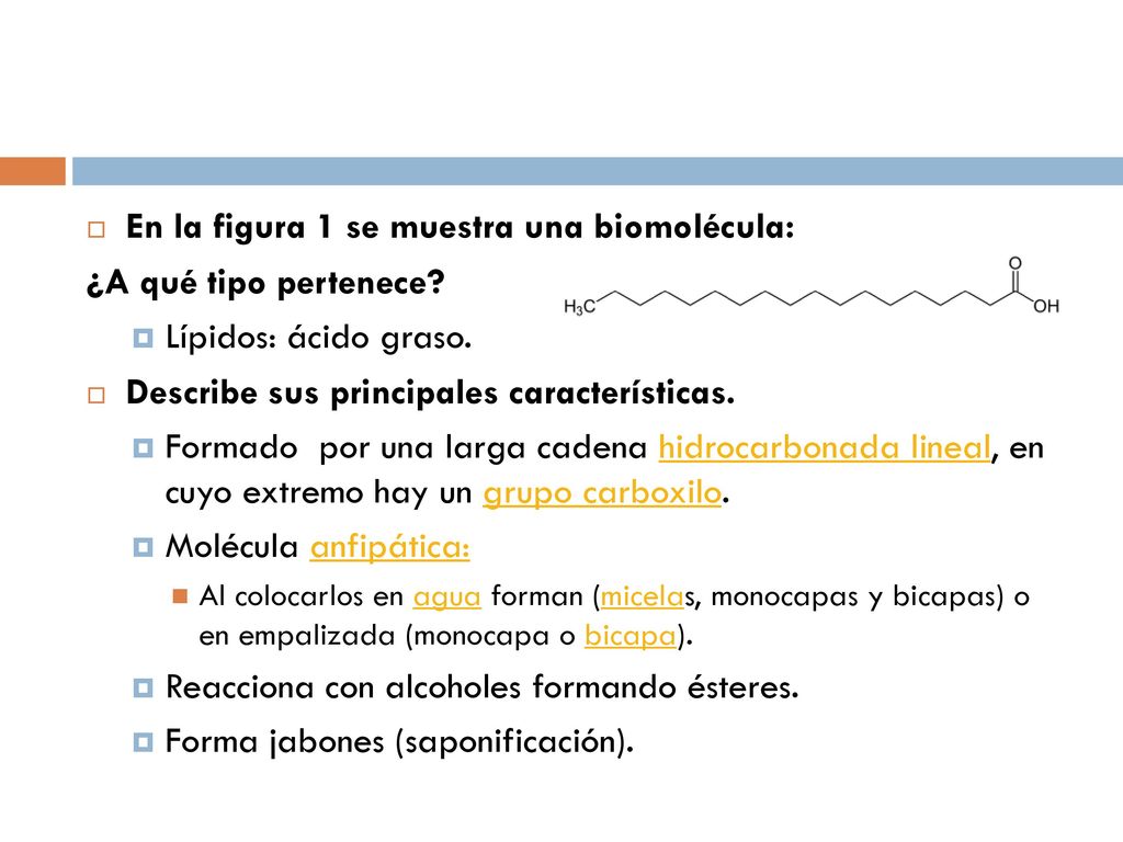 En la figura 1 se muestra una biomolécula: ¿A qué tipo pertenece