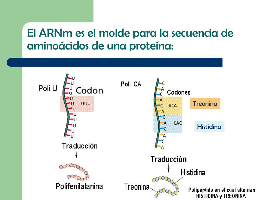 El ARNm es el molde para la secuencia de aminoácidos de una proteína: