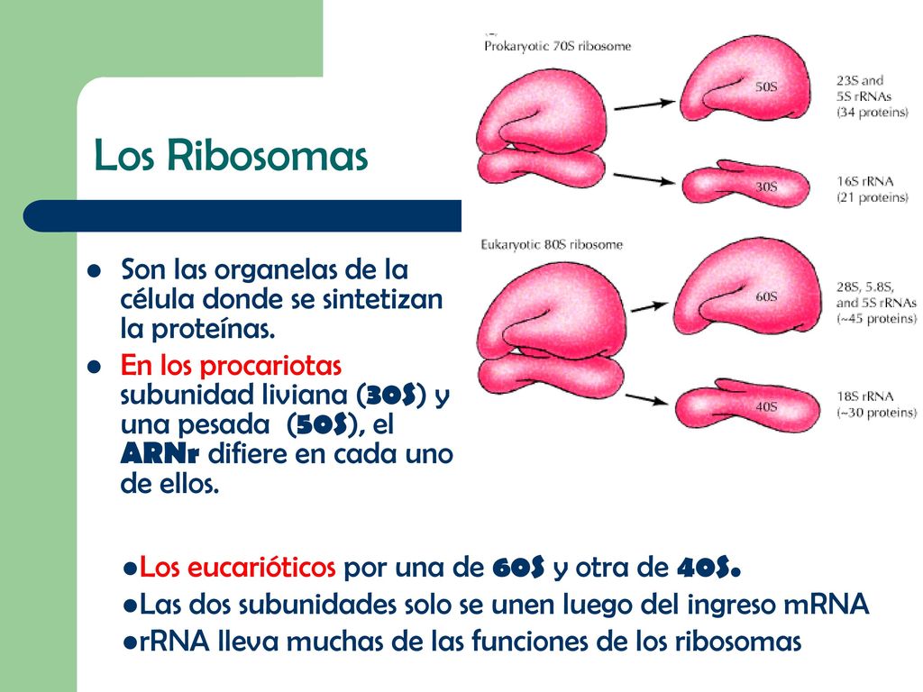 Los Ribosomas Son las organelas de la célula donde se sintetizan la proteínas.