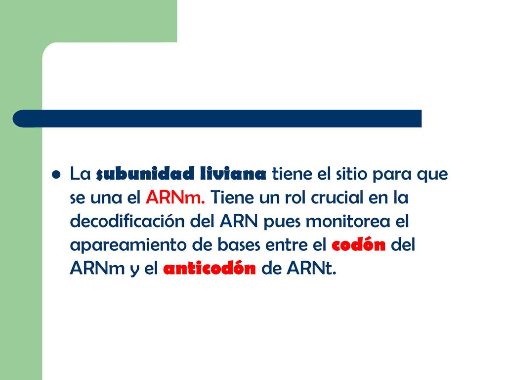 La subunidad liviana tiene el sitio para que se una el ARNm