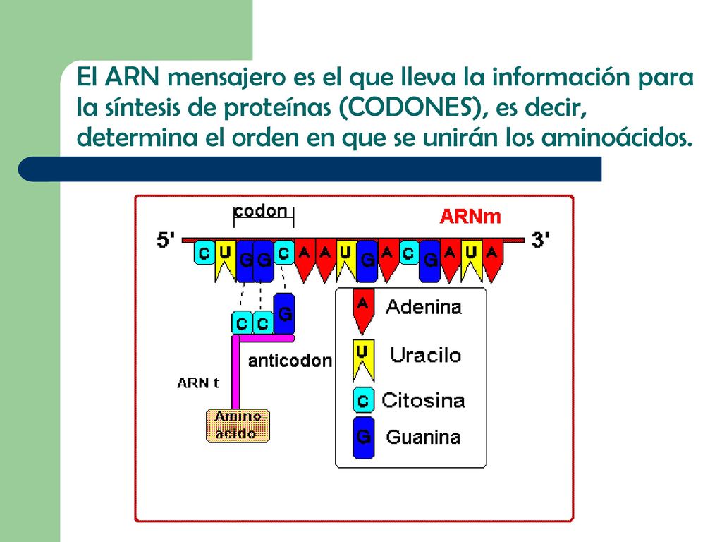El ARN mensajero es el que lleva la información para la síntesis de proteínas (CODONES), es decir, determina el orden en que se unirán los aminoácidos.