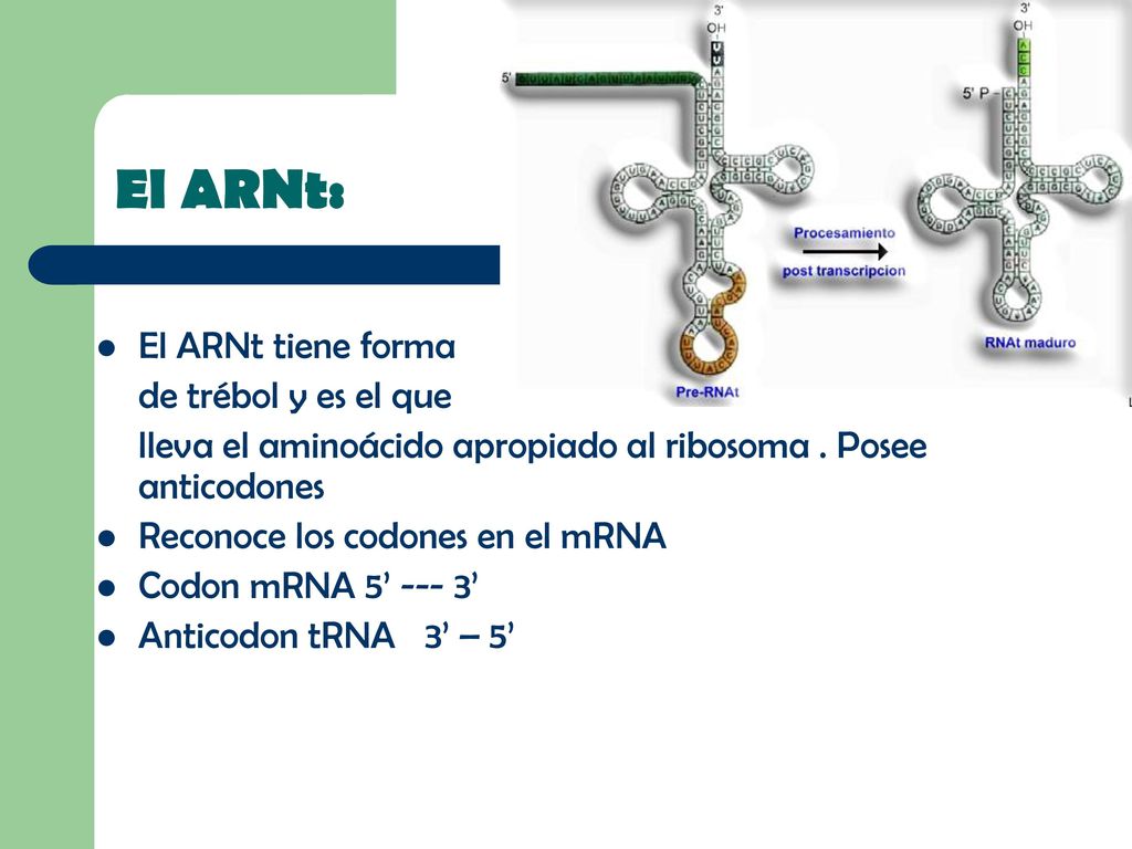 El ARNt: El ARNt tiene forma de trébol y es el que