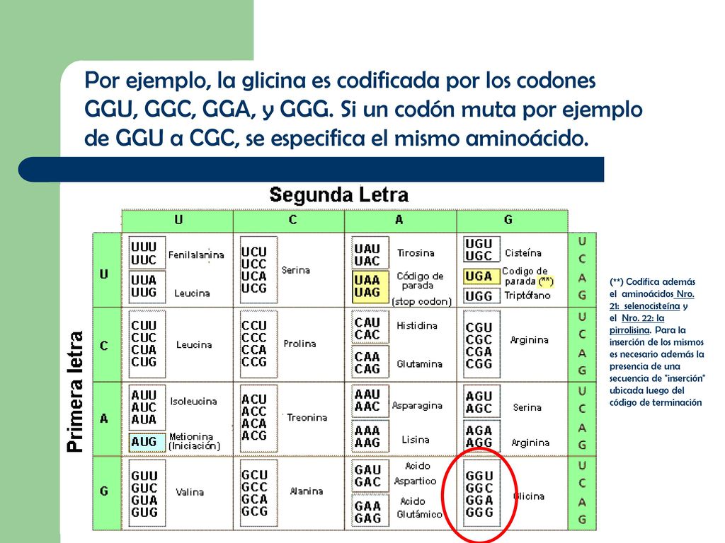 Por ejemplo, la glicina es codificada por los codones GGU, GGC, GGA, y GGG. Si un codón muta por ejemplo de GGU a CGC, se especifica el mismo aminoácido.