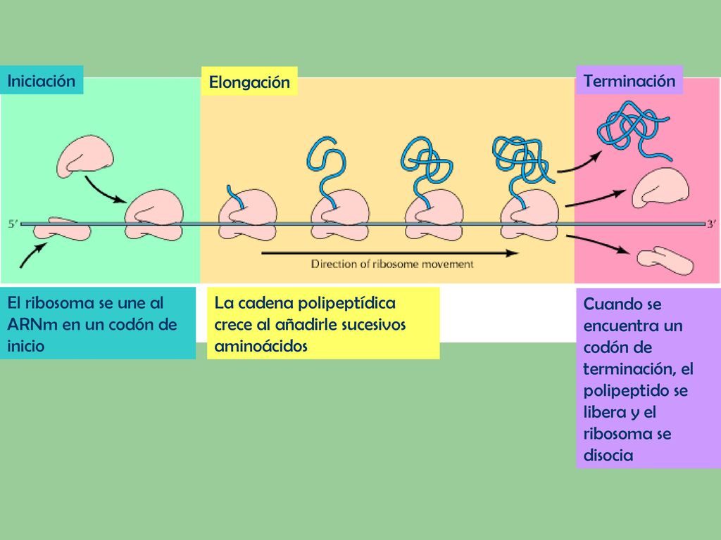Iniciación Elongación. Terminación. El ribosoma se une al ARNm en un codón de inicio.