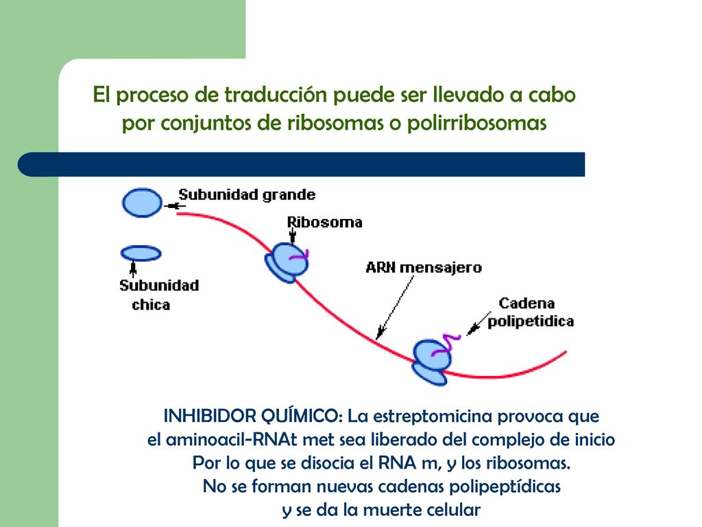 El proceso de traducción puede ser llevado a cabo por conjuntos de ribosomas o polirribosomas