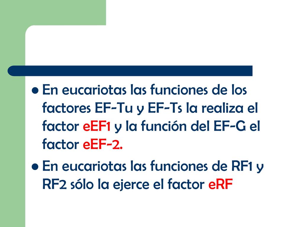 En eucariotas las funciones de los factores EF-Tu y EF-Ts la realiza el factor eEF1 y la función del EF-G el factor eEF-2.