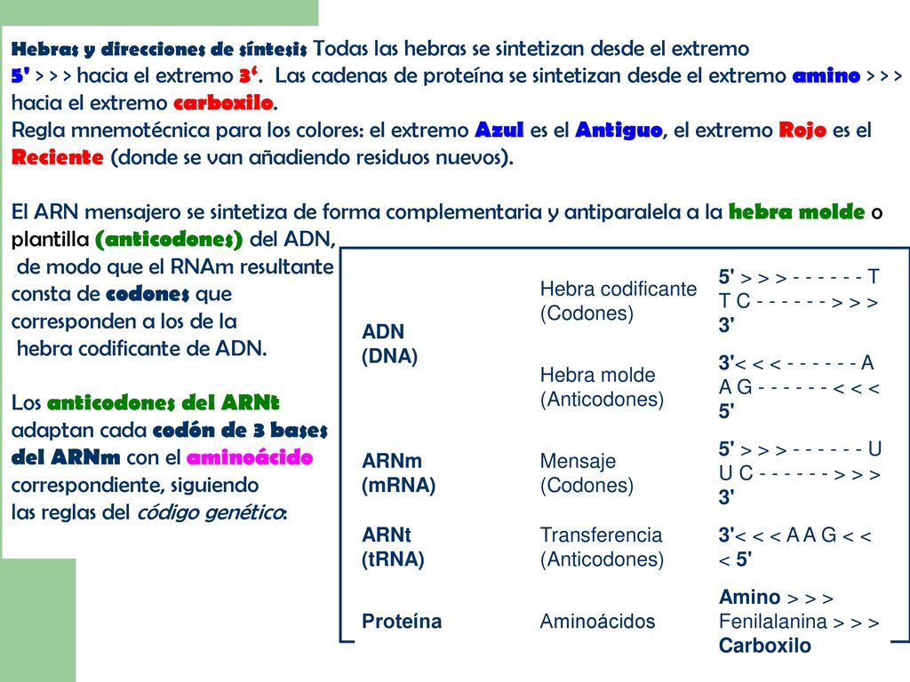de modo que el RNAm resultante consta de codones que
