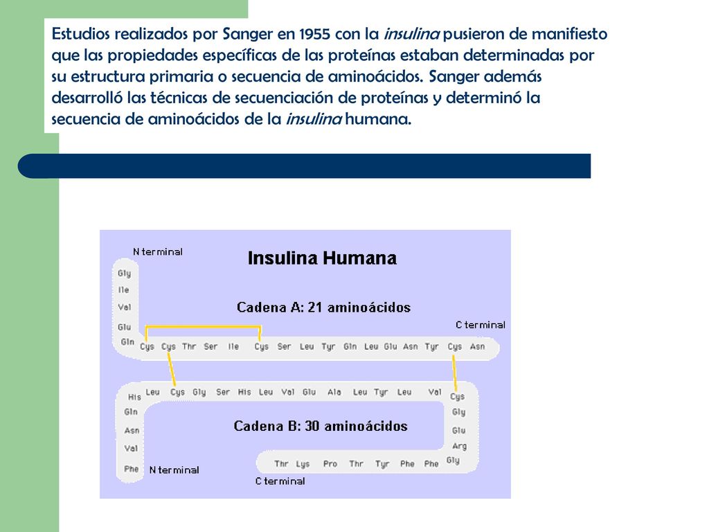 Estudios realizados por Sanger en 1955 con la insulina pusieron de manifiesto que las propiedades específicas de las proteínas estaban determinadas por su estructura primaria o secuencia de aminoácidos.