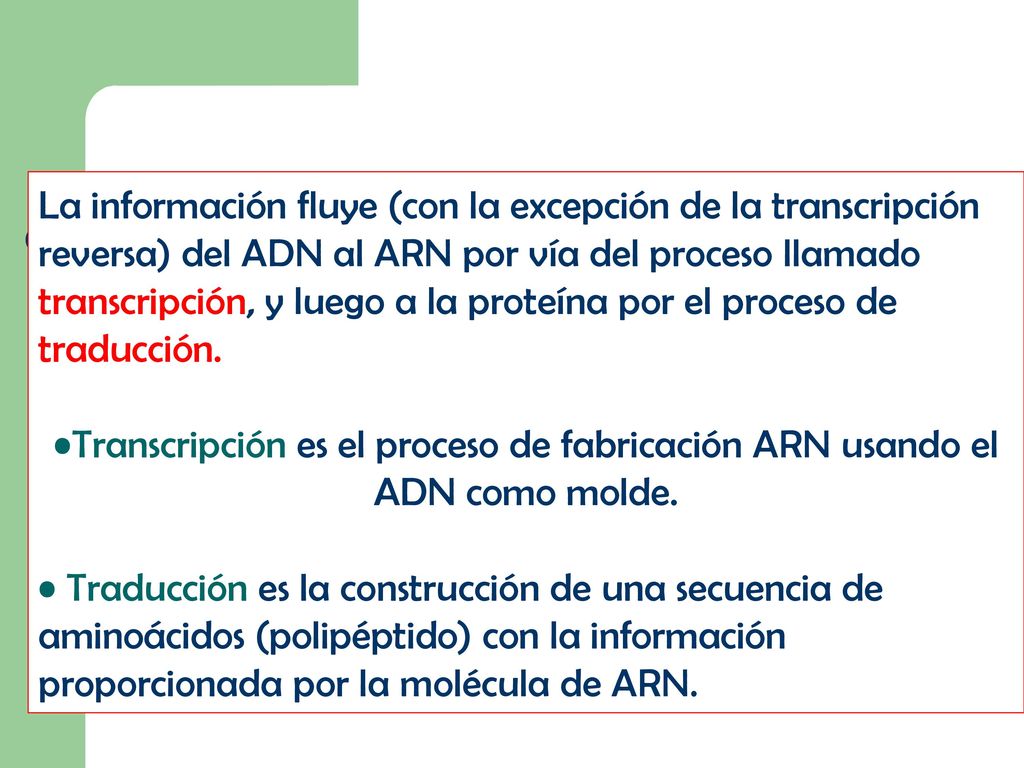 La información fluye (con la excepción de la transcripción reversa) del ADN al ARN por vía del proceso llamado transcripción, y luego a la proteína por el proceso de traducción.